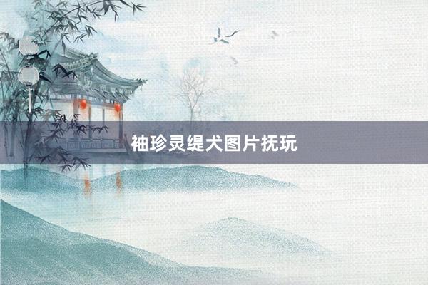 袖珍灵缇犬图片抚玩